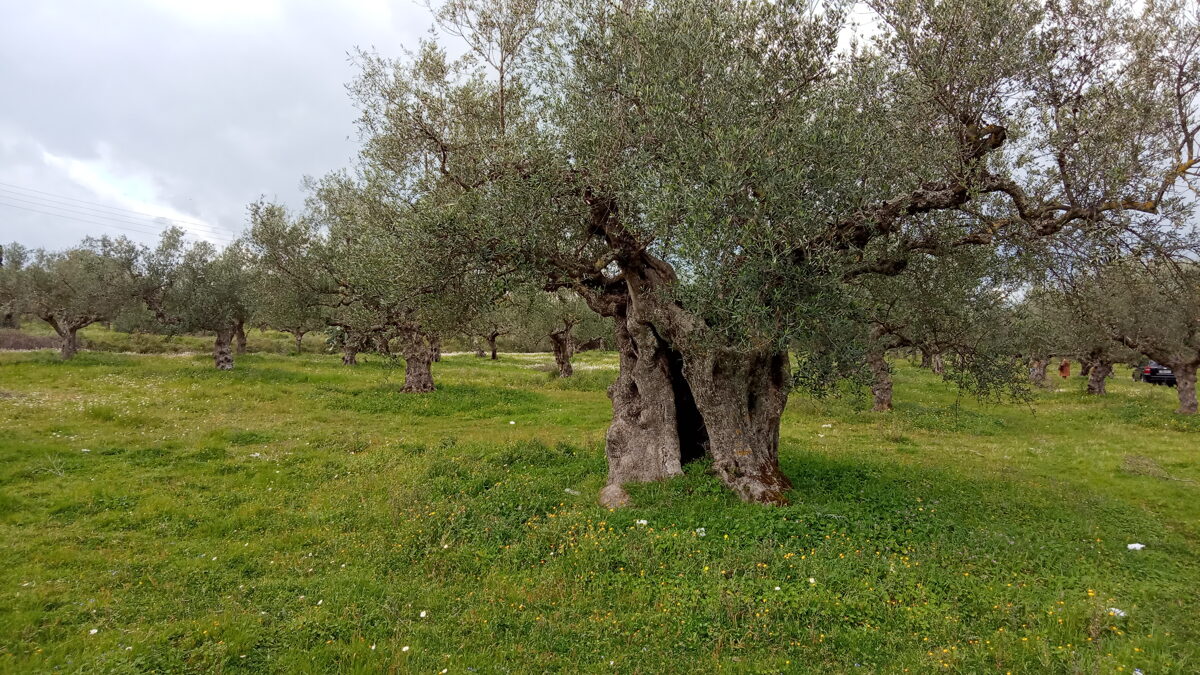 der Chefbaum am EIngang des Olivenhaines in Aris